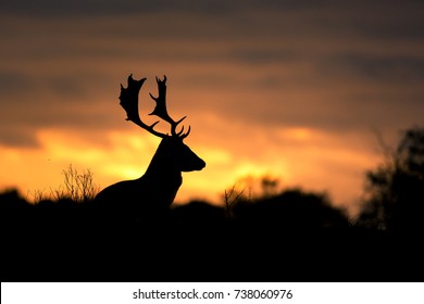 Fallow Deer