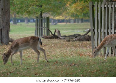 fallow deer