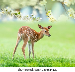 fallow deer- baby animal in spring nature - Shutterstock ID 1898614129