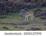 Fallow deer in the blooming heath, blooming heath, fallow deer with large antlers, purple heather covers the pasture, grassland with follow deer and heather, fallow deer in the evening sun