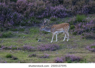 Fallow deer in the blooming heath, blooming heath, fallow deer with large antlers, purple heather covers the pasture, grassland with follow deer and heather, fallow deer in the evening sun - Powered by Shutterstock