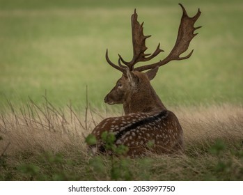 Fallow Deer buck. The fallow deer is an elegant, medium-sized deer, with a typically spotted coat. Males have broad, palmate antlers. The autumnal breeding season is known as the 'rut'