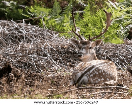 Fallow Deer Buck Laying Down