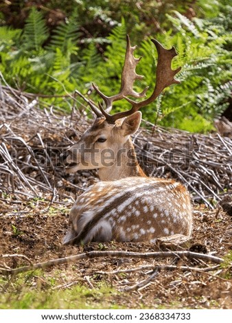 Fallow Deer Buck Laying Down