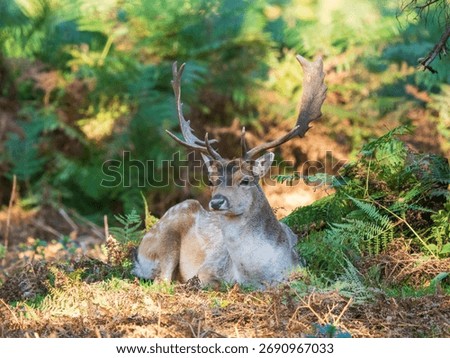 Fallow Deer Buck Sitting Down Portrait