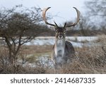 Fallow deer buck in snowy dunes