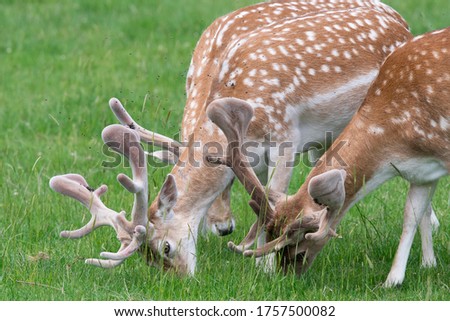 Fallow deer (dama dama) bucks grazing in a meadow