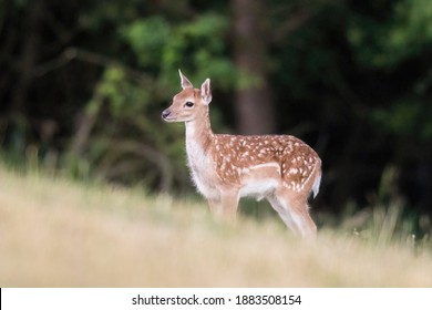 The fallow deer (Dama dama) cute fawn standing on the horizontal line with dark backround