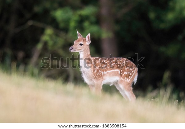 The fallow deer (Dama dama) cute fawn\
standing on the horizontal line with dark\
backround