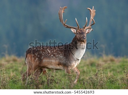 fallow deer, dama dama, czech republic