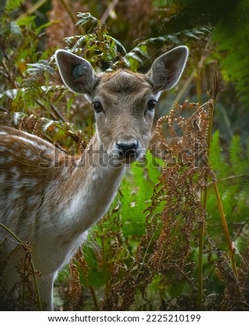 Similar – Foto Bild Bambi Tier Wildtier