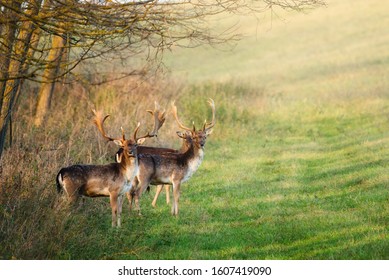 Fallow deer - Dama dama in the forest - Shutterstock ID 1607419090