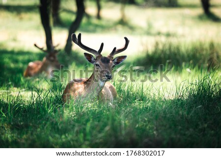 Fallow Deer (dama dama) Lying in the grass 