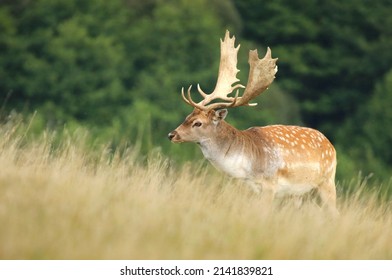 Fallow deer Dama dama male