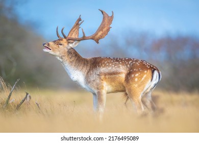 Fallow deer Dama Dama male stag with big antlers during rutting season. The Autumn sunlight and nature colors are clearly visible on the background.