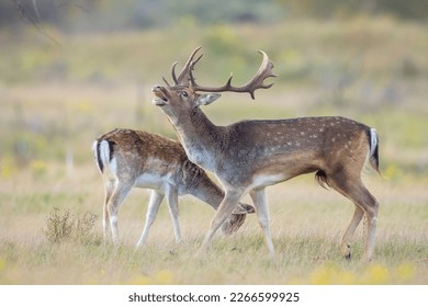 Fallow deer Dama Dama male stag with big antlers during rutting season. The Autumn sunlight and nature colors are clearly visible on the background. - Powered by Shutterstock