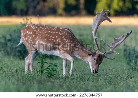 Fallow Deer (Dama dama) on a meadow or in a forest in the Czech Republic