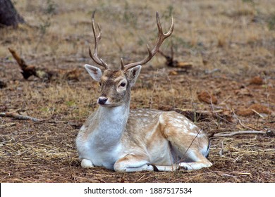 Fallow deer (Dama dama) is ruminant mammal belonging to the family Cervidae, Park of Sama, Cambrils, Tarragona, Spain - Shutterstock ID 1887517534