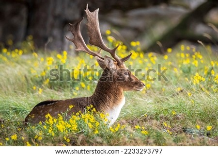 Fallow deer Dama Dama stag resting on the forest floor. The nature colors are clearly visible on the background, selective focus is used.