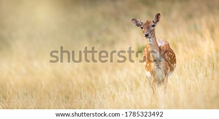 Fallow deer, dama dama, standing on meadow in autumn nature. Spotted hing looking to the camera with copy space. Wild animal female staring on dry grassland from front.