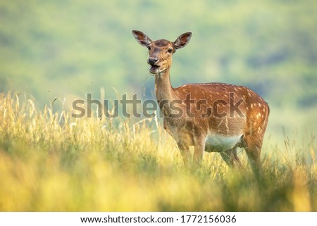 Fallow deer doe, dama dama, standing on field during the summer. Animal female ruminate feeding on wheat with blurred background . Wild mammal eating grain on farmland.