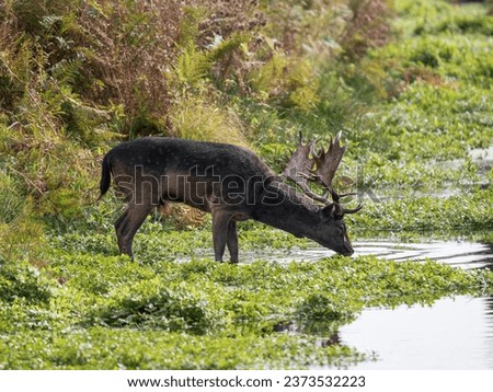 Fallow Deer Drinking by a Lake