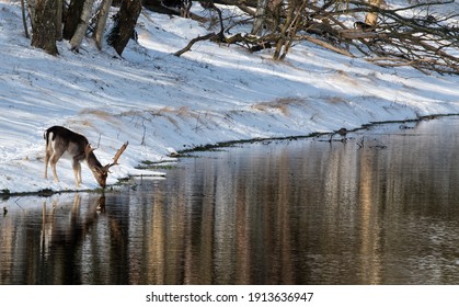 fallow deer drinking from canal in snowy landscape