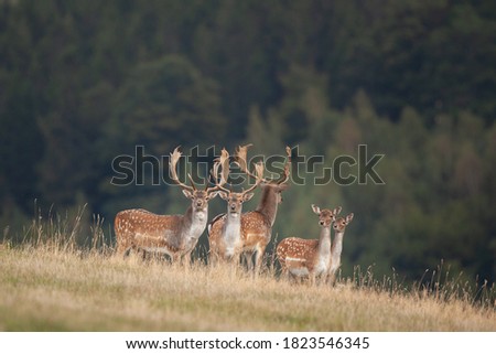 Fallow deer during rutting time. Fallow deer in the autumn. European wildlife nature. Strong deer in the wilderness