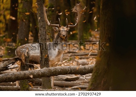 Fallow deer in fall forest during rut. Deer with falling leaves. Wild animal in autumn scenery. Fallow deer with huge antlers. Dama dama.