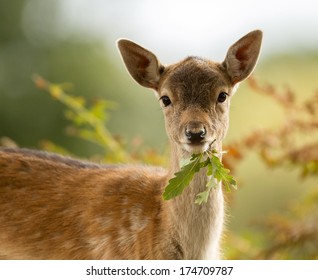 Fallow Deer Fawn Eating A Leaf