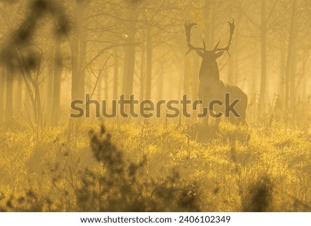 Fallow deer in the foggy forest in sunrise. It was an unexpected moment in my life. As a professional wildlife photographer October is my favorite month. This is the fallow deer rutting season. 