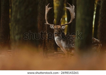 Fallow deer in forest in fall. Fallow deer stag between trees. Dama dama.