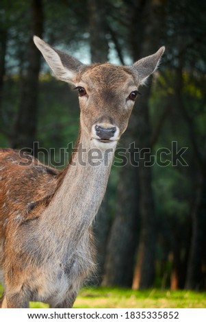 Similar – Foto Bild Bambi Tier Wildtier