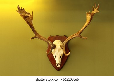 Fallow Deer Hunting Trophy Mounted On Wall In Warm Light ( Dama )