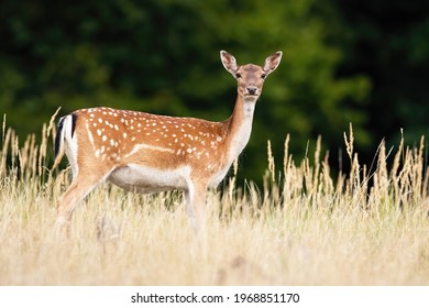 Fallow deer looking to the camera on meadow in summer