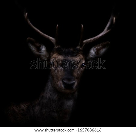 Fallow Deer in Low Key