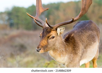 Fallow Deer Male Close Up From the Side