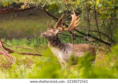Fallow deer male (dama dama) in autumn forest.