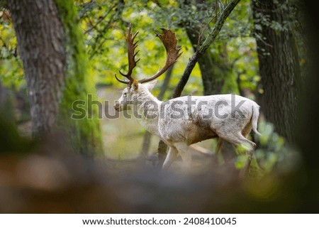 Fallow deer male (dama dama) in the forest.