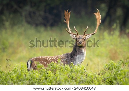 Fallow deer male (dama dama) in the forest.