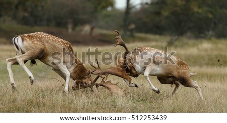 Fallow deer male fighting during rutting season