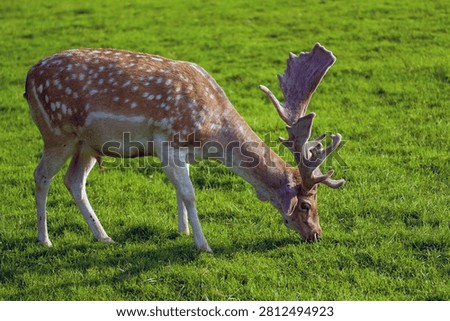 Fallow deer in a meadow, side view.