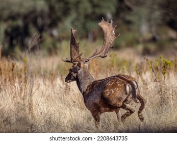 Fallow deer in its natural environment.