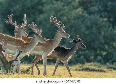  Fallow Deer New Forest Hampshire