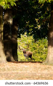 Fallow deer in oak trees