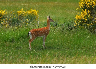 fallow deer on Mountains in Tuscany