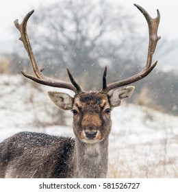 Fallow Deer On A Snowy Day In A Winter Landscape.