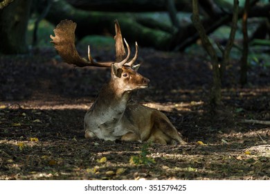Fallow deer resting in the deep forest