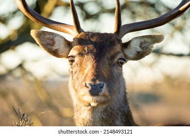 Fallow Deer Stag Close Up in A Nature Background in A National Park