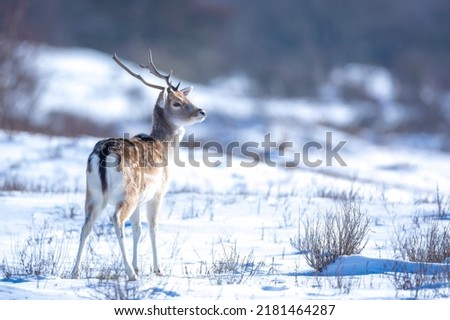 Fallow deer stag Dama Dama foraging in Winter forest snow and ice, selective focus is used.